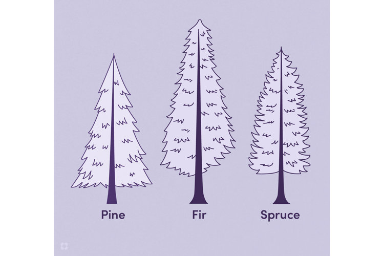 Christmas tree outlet names